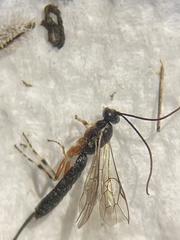 Tromatobia ovivora