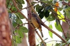 Colluricincla boweri