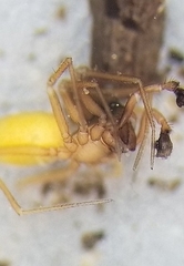 Scotinotylus sanctus