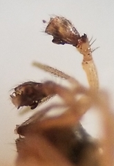 Scotinotylus sanctus