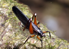 Exogryllacris ornata