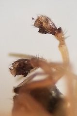 Scotinotylus sanctus