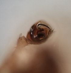 Scotinotylus sanctus