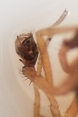 Scotinotylus sanctus