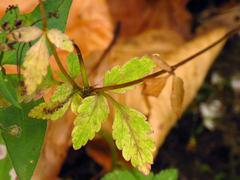 Zizia trifoliata