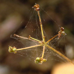 Zizia trifoliata
