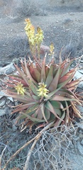 Aloe microstigma