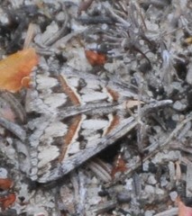 Dichromodes cirrhoplaca