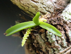 Phreatia crassiuscula