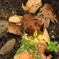 Zizia trifoliata