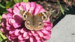 Junonia grisea