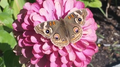 Junonia grisea