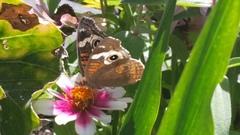 Junonia grisea