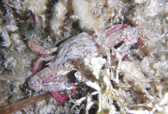 Achelous spinimanus