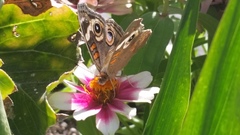Junonia grisea