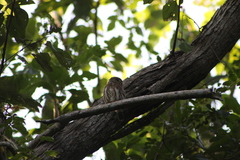 Glaucidium palmarum