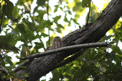 Glaucidium palmarum