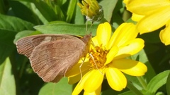 Junonia grisea