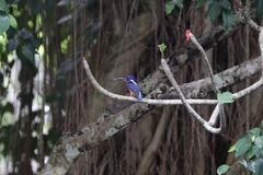 Alcedo meninting