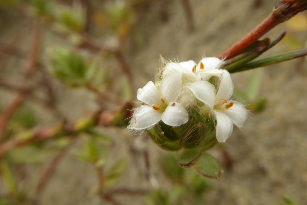 Pimelea lyallii