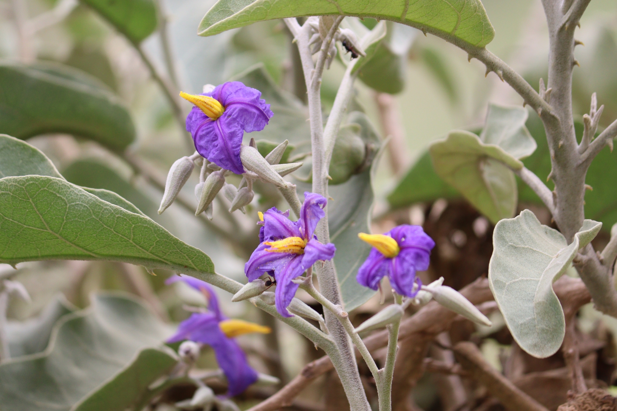 Solanum lycocarpum