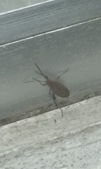 Heteroptera