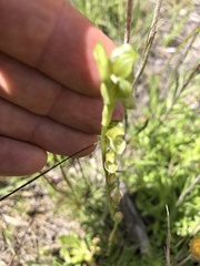 Pterostylis bicolor