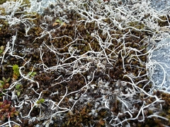 Thamnolia vermicularis vermicularis