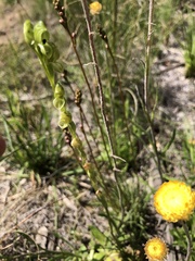 Pterostylis bicolor
