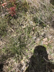 Leptospermum multicaule