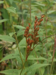 Juncus greenei