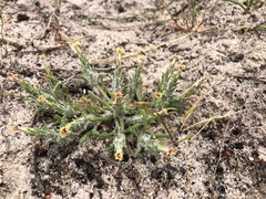 Podotheca angustifolia