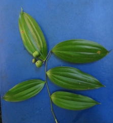 Kuntheria pedunculata