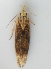 Eucosma ochrocephala