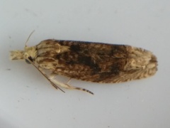 Eucosma ochrocephala