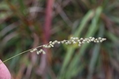 Anthenantia rufa