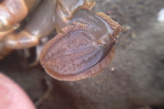 Charybdis japonica