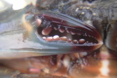 Charybdis japonica