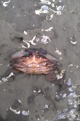 Charybdis japonica
