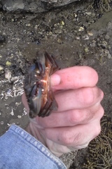 Charybdis japonica