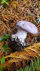 Cortinarius olympianus