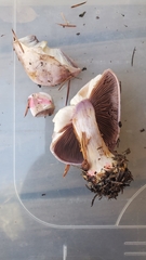 Cortinarius olympianus