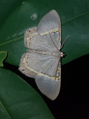 Phrygionis privignaria