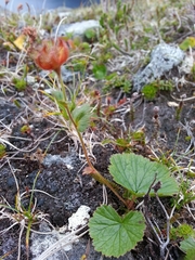 Geum calthifolium