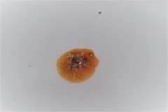 Lamellaria ophione image