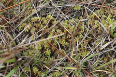 Sphagnum perichaetiale