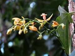Pseudovanilla foliata