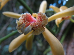 Pseudovanilla foliata