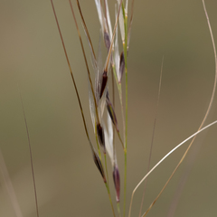 Austrostipa eremophila