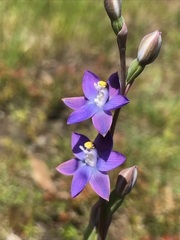 Thelymitra holmesii